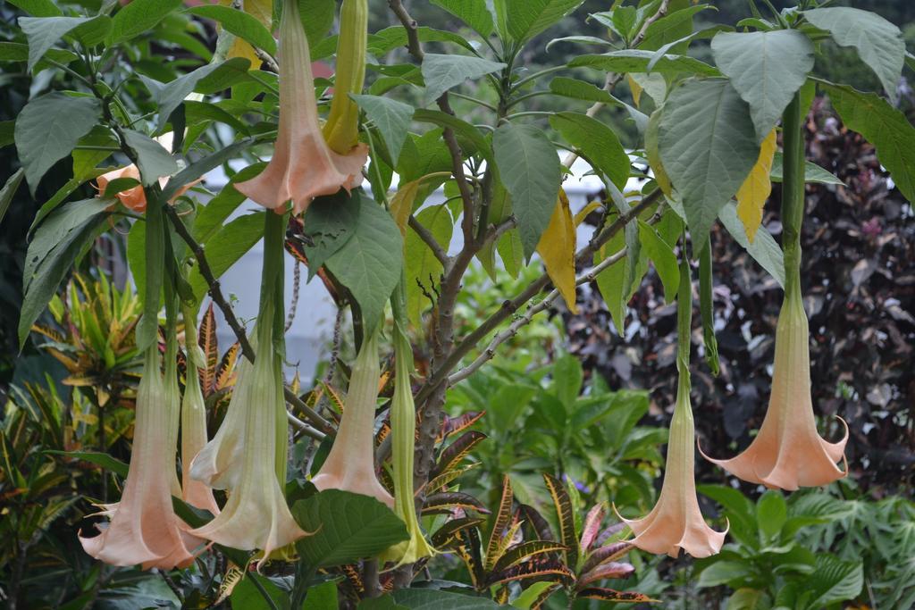 Eden Atenas Costa Rica Exterior photo